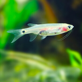 鱼官儿 灯鱼活体淡水鱼热带鱼宝莲灯观赏鱼草缸小型灯科鱼 龙须灯6条