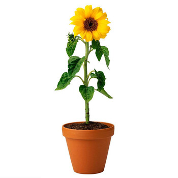 太阳葵花向日葵小熊笑脸观赏向日葵种子盆栽春夏秋季易种盆栽花卉种籽