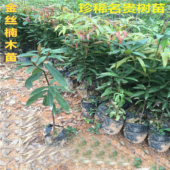 四川金丝楠木苗正宗金丝楠苗小叶桢楠树苗金丝楠木苗楠木树苗 70cm(含