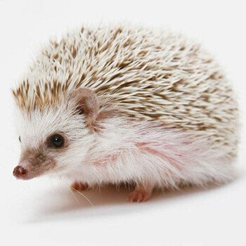 zxc 宠物刺猬 活体幼崽小刺猬 非洲迷你刺猬宝宝 杏色(母)