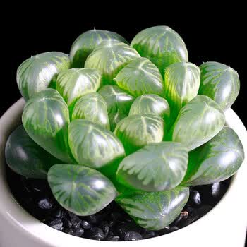 冰灯玉露 水晶玉露 宫灯玉露 雪花玉露 蝉翼玉露 帝玉露多肉植物 绿植