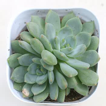 花卉绿植花盆鲜花室内肉肉植物小盆栽多肉肉花苗 青苹果老桩多头群生