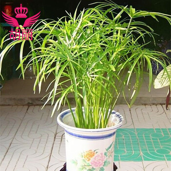 旱伞草水竹盆栽 池塘鱼塘庭院植物 盆栽绿植花卉鲜花 观叶植物 一盆