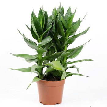 若绿绿萝盆栽室内植物花卉绿植水培长藤垂吊大叶绿箩新房家用观音竹