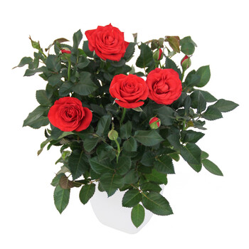 【华熙园林】(微型玫瑰 带花苞发货)微玫瑰花卉盆栽 观花植物 办公室