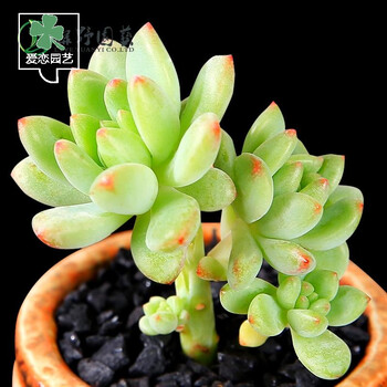 多肉 大棵花卉盆栽组合 满额包邮 5-7cm 柳叶莲华老桩多肉 不含盆_ 3