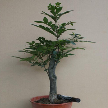 高富帅高档室内盆栽名贵微型盆景小叶紫檀树苗紫檀木花卉绿植原土包邮