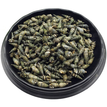 鲜御烟台海瓜子1kg袋装现捞现发