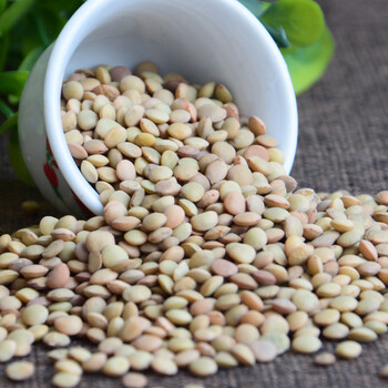 环县特产扁豆农家精选扁豆农家优质山地小扁豆五谷杂粮斑马豆 小豌豆