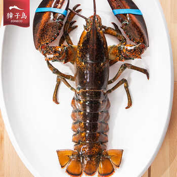 【獐子岛】 鲜活野生波士顿龙虾 加拿大龙虾 进口海鲜 450g左右/只