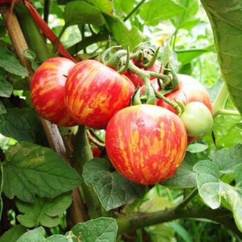 花皮球番茄种子蔬菜种子单果重量在50~100g左右约20粒