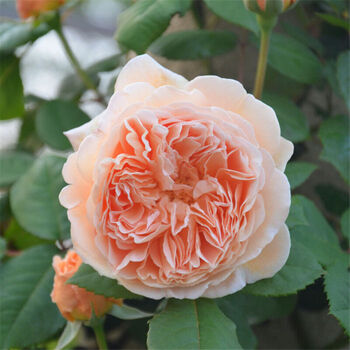 雅卉 Yahui 欧洲月季花苗阳台庭院盆栽地栽藤本蔷薇花苗月季爬藤植物四季循环开花开花欢笑3年苗 图片价格品牌报价 京东