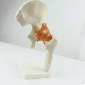 颐诺 医用人体骨科教学人体关节骨骼模型教具