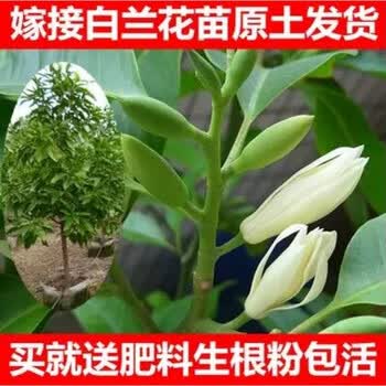 白兰花树苗 白兰花盆栽 白兰花苗 黄果兰树苗净化空气 浓香花卉 黄果兰3年苗 不含盆【图片 价格 品牌 报价】-京东