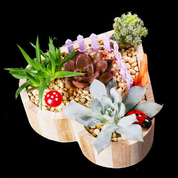多肉植物 创意多肉盆栽组合 室内肉肉植物创意微景观 礼品心形礼盒