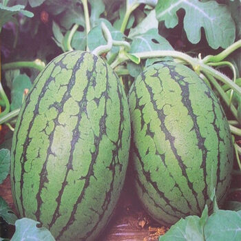 水果种子京欣一号西瓜 品质脆沙 早熟品种 庭院种植