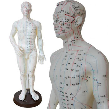 伟叶 人体穴位模型全身针灸经络穴位模型 50cm亮白pvc男模型