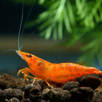水族大师 香吉士虾 山吉士橘米虾香槟虾草缸工具虾观赏虾宠物虾香桔虾