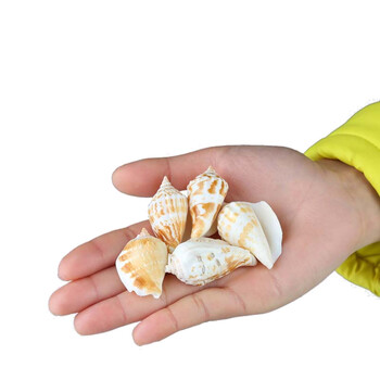 鱼缸造景天然海螺贝壳装饰品石螺工艺摆件珊瑚造景水族箱造景 白口螺