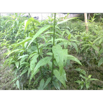 逍遥优遁草苗优盾草优顿草忧遁草憂循草鳄嘴花种苗2 3年生的大苗1棵不含盆 图片价格品牌报价 京东