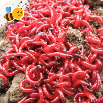 名称:鑫琪 花蜜园艺  松土蚯蚓  黑头红虫 活体 活饵 公虫 鲜活鱼饵