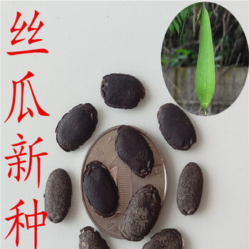 绿植散装蔬菜种子散称丝瓜种子高产蔬菜籽种常丰特嫩香丝瓜 肉丝瓜 30