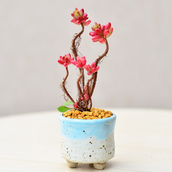 多肉植物 花卉绿植办公室内肉肉盆栽组合花苗 虹之玉锦小老桩/高7-10