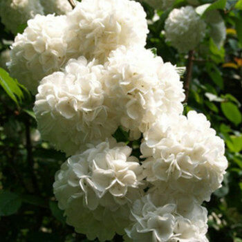 園藝 盆栽花卉綠植 幸運花 八仙繡球花苗 繡球花 綠色植物 繡球苗