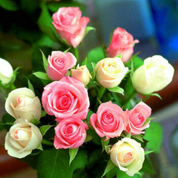 荣凯4年大苗多花爬藤蔷薇花苗 花卉盆栽绿植玫瑰月季香味蔷薇苗 七彩