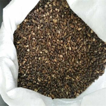 逍遥 薏米种子中药材种子 半斤 一斤 一斤