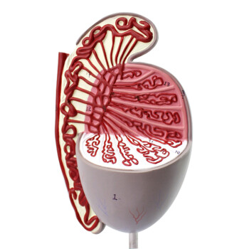 颐诺人体男性生殖系统解剖模型睾丸模型生殖泌尿科健康指导模型睾丸模型 图片价格品牌报价 京东