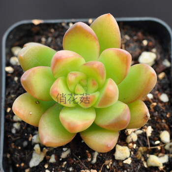 黃麗 小單頭2-3cm 尺寸小 多肉植物普貨創意綠植拼盆盆景 單頭2-3cm