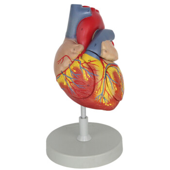 海医HeyModel 全医人体心脏模型 放大 可拆卸 带数字 心内科彩超科心血管科 放大2倍心脏02708