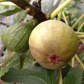 基地直销果树苗砂糖无花果苗庭院盆栽地栽果树苗日本紫果无花果树苗南方北方白圣比罗1年小苗 图片价格品牌报价 京东