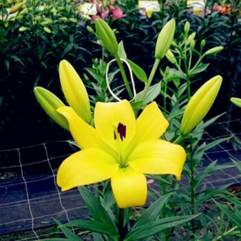 天福缘百合花种球带芽香水百合种球可食用百合花种子球根百合花卉百合植物百合盆栽l收获含盆 图片价格品牌报价 京东 天福缘百合花种球带芽香水百合种球可食用百合花种子球根百合花卉百合植物百合盆栽l收获含盆 图片价格品牌报价 京东