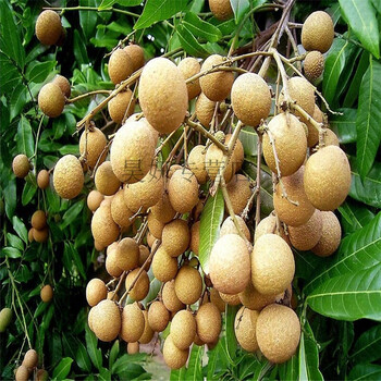 龙眼苗"古山二号"龙眼储良龙眼东璧龙眼立冬本龙眼 深红色 5