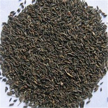 花中酷 新采南沙参种子北沙参种子三叶沙参种子 50g