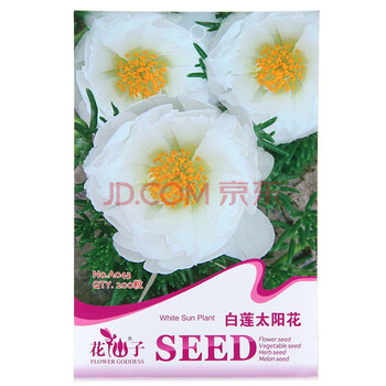 花仙子花仙子白莲太阳花种子 花仙子白莲太阳花白色花卉种子家庭阳台 园艺休闲0粒 袋 行情报价价格评测 京东
