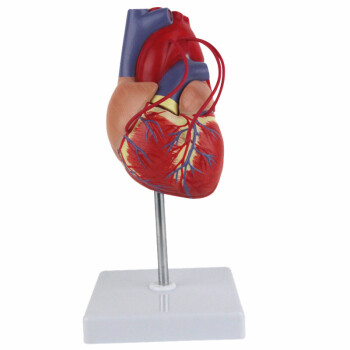 海医HeyModel 全医人体心脏模型 放大 可拆卸 带数字 心内科彩超科心血管科 1:1心脏搭桥模02719