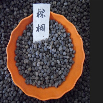 棕榈种子唐棕榈扇棕绿化行道林木苗木树四季常青 棕榈 一斤