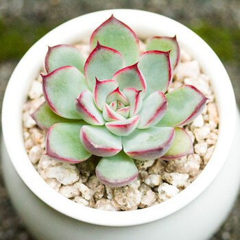 多肉植物花卉绿植盆栽办公室防辐射 多肉 小盆景 黄金花月夜3-4厘米