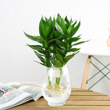 玖枝苑水培富贵竹观音竹太阳神室内盆栽桌面绿植水生植物花卉观音竹龙蛋瓶 图片价格品牌报价 京东