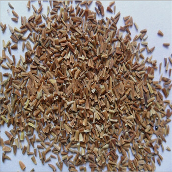 洋甘菊观赏花卉植物种子阳台种花室内庭院盆栽花籽绿植 一斤