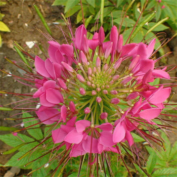 花儿朵朵 萌吖吖 果花 一播大地 世纪奥桥(shijiaoqiao 金丹隆园艺