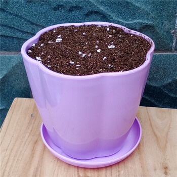 专用塑料盆含营养土适用阳台办公桌面带托盘 紫色花盆 托盘 营养土