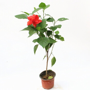 朱瑾扶桑花室内庭院绿植盆栽当年开花红花青叶扶桑50cm 图片价格品牌报价 京东