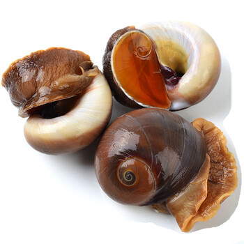 新食尚 丹东鲜活香螺 新鲜香螺 海鲜水产 顺丰直达 1.5kg