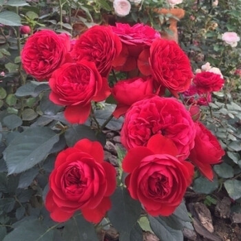 玫瑰花苗歐月苗陽臺辦公室室內綠植盆栽植物薔薇花苗藤本月季苗爬藤