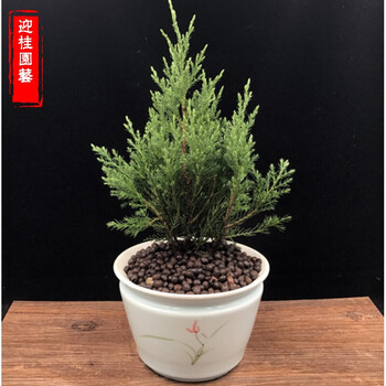 【迎桂】塔柏松柏小盆栽室内办公室盆景树苗花卉绿植园艺去 塔柏青花