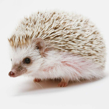 水族大师 刺猬活体宠物 非洲迷你刺猬宝宝宠物活体 自家繁殖 杏色刺猬